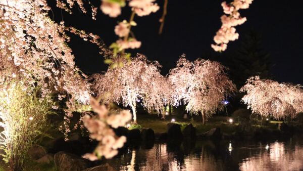 銭淵公園(観桜会)　令和5年情報