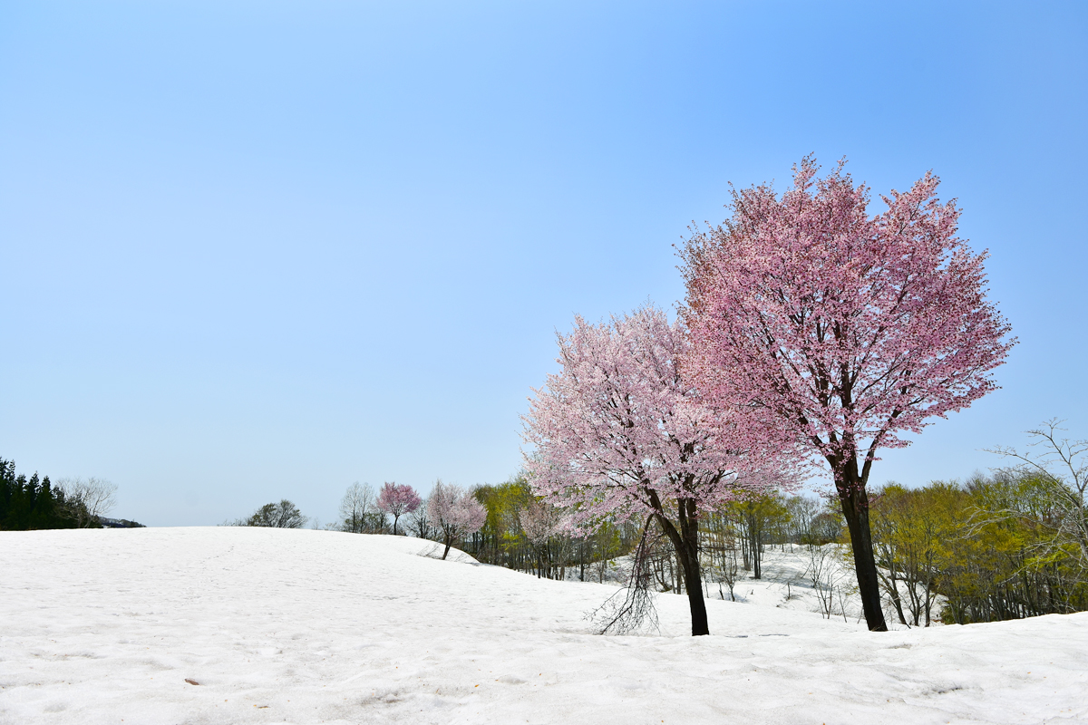 福山峠の雪上桜 | うおぬま・浦佐駅観光案内所 MYU