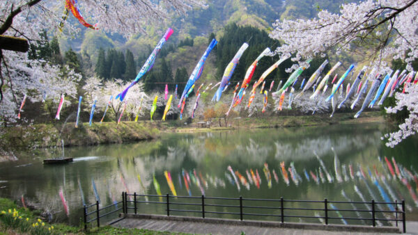 春の大崎ダム公園の桜と鯉のぼり