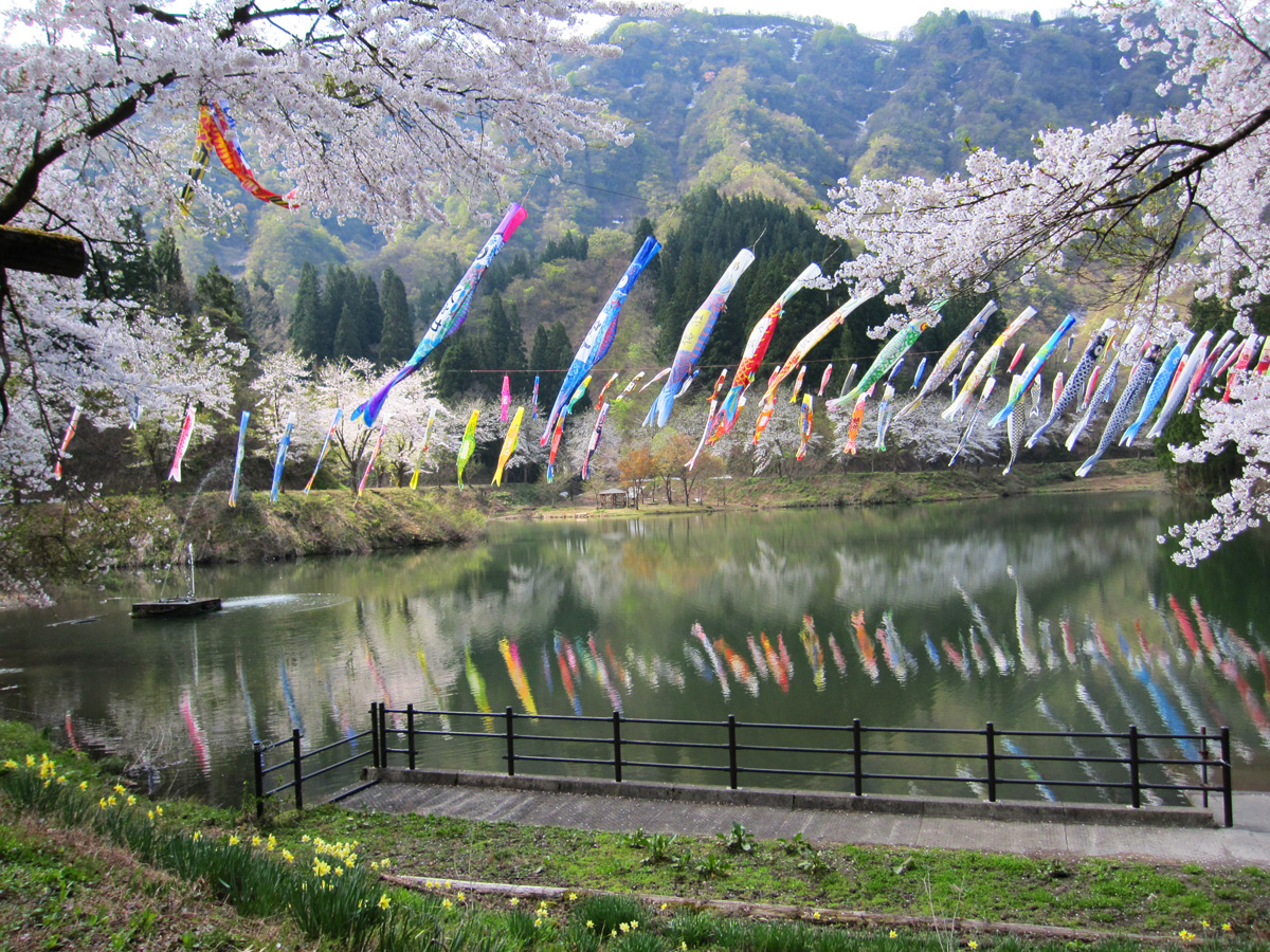 春の大崎ダム公園の桜と鯉のぼり | うおぬま・浦佐駅観光案内所 MYU