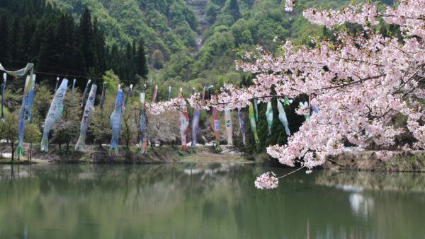 大崎ダムに鯉のぼりを見に行きました！桜はちょっと葉桜…