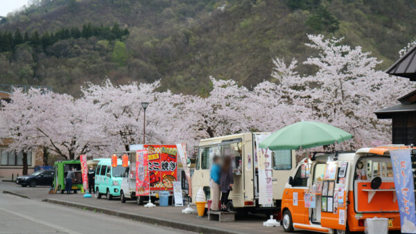 銭淵公園観桜会　令和7年春情報　開催日：4/15～27