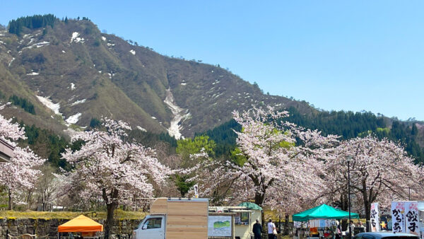銭淵公園観桜会　令和7年春情報　開催日：4/15～27
